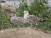 Yellow-legged Gull at Paglesham Lagoon (Steve Arlow) (68939 bytes)